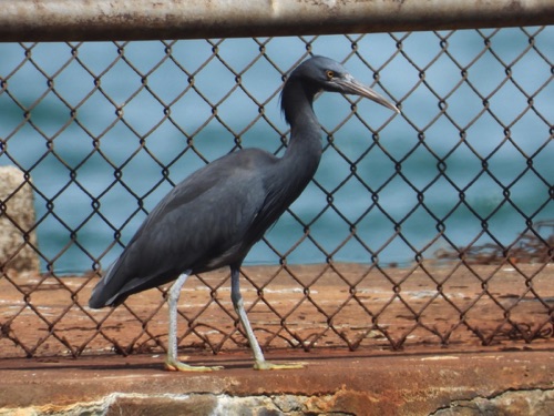 Pacific Reef-Heron